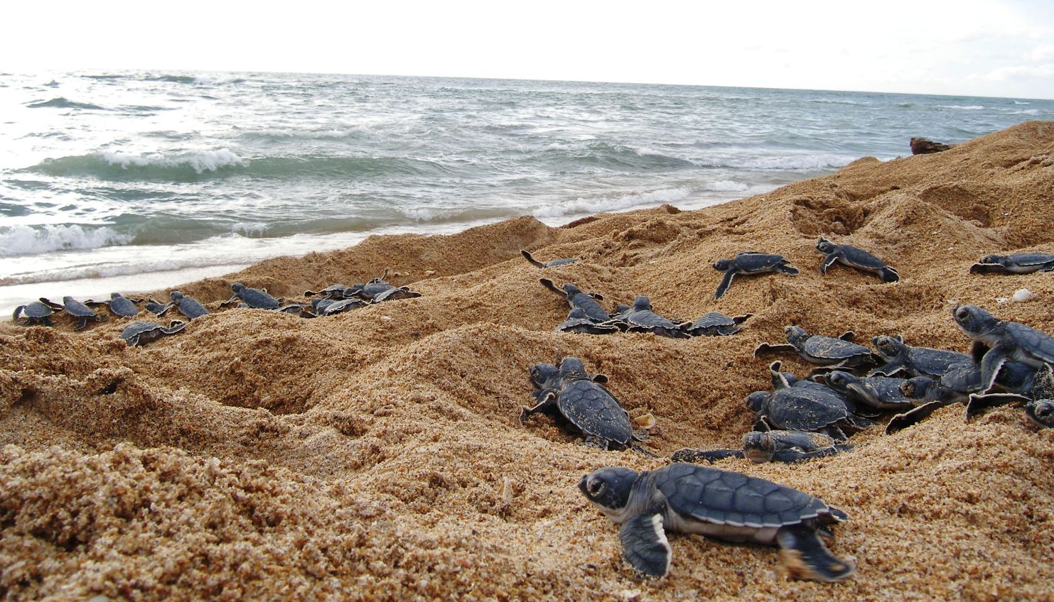Viagi:COSTA RICA DE COSTA A COSTA Desde: $1,145.00 USD En ocupación Doble
